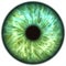 Blue green iris eye