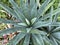 Blue and green leaved palm plant.