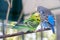 Blue and green Lovebird parrots sitting together on tree branch, Lovebird Kiss.