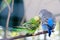 Blue and green Lovebird parrots sitting together on tree branch, Lovebird Kiss