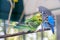 Blue and green Lovebird parrots sitting together on tree branch, Lovebird Kiss