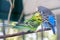 Blue and green Lovebird parrots sitting together on tree branch, Lovebird Kiss