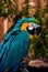 Blue green orange macaw talking parrot portrait closeup