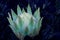 A blue and green Protea under the full moon on the island of Maui, Hawaii.