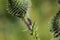 blue green thistle flower