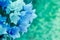 Blue green vintage harebell flowers