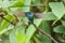 Blue green violetear humming bird or colibri landing on tree branch, blurred in motion. Location: Mindo Lindo, Ecuador