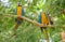 Blue, green and yellow feathers big ara parrots