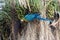 Blue, green and yellow feathers big parrot eating coconut