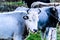 Blue Grey Cows With Horns