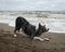 Blue grey merle border collie dog performing play bow trick on the beach