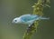 Blue-grey Tanager, Costa Rica