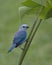 Blue-grey Tanager, Costa Rica