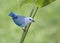 Blue-grey Tanager, Costa Rica