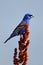 Blue Grosbeak