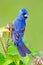 Blue Grosbeak