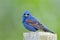 Blue Grosbeak