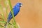 Blue Grosbeak