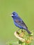 Blue Grosbeak