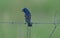 Blue grosbeak bird perched on barbed wire