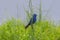 Blue grosbeak clinging to reeds in a salt marsh.