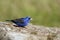 Blue Grosbeak feeding