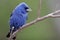 Blue Grosbeak, Guiraca caerulea