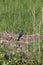 Blue Grosbeak Passerina caerulea