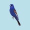 the blue grosbeak passerine bird, male