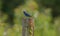 Blue grosbeak perched on barbed wore fence post with Virginia creeper