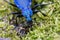 Blue ground beetle Carabus intricatus on a moss