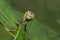 Blue ground Skimmer (female) Dragonfly