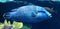 Blue Grouper Fish