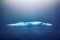 Blue growler (piece of iceberg) in sea fog