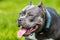 Blue hair female American Bully dog female closeup portrait outside