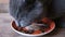 Blue-haired cat of British breed with appetite eats wet food from a bowl and licks