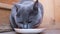 Blue-haired cat of British breed with appetite eats wet food from a bowl and licks