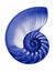 Blue half nautilis,isolated