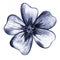 Blue Hand-Drawn Isolated Flower. Thin-leaved Marigolds Sketch