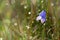 Blue Harebell in dewed grassland
