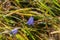 Blue harebell flower