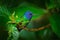 Blue head hummingbird. Golden-tailed Sapphire, Chrysuronia oenone, Sumaco Napo-Galeras National Park in Ecuador. Green blue head