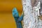 Blue-Headed Agama