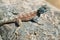 Blue-headed agama lizard