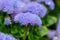 Blue-headed flossflower in flower nursery