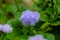 Blue-headed flossflower in flower nursery