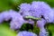 Blue-headed flossflower in flower nursery