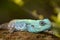 A blue headed lizard