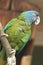 Blue headed macaw