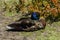 A blue-headed mallard (Anas platyrhynchos)